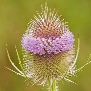 la cardère mauve