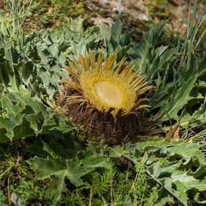 la carline à feuilles d'acanthe jaune aux nuances de marrons