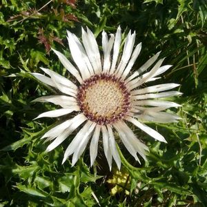 la carline acaule blanche