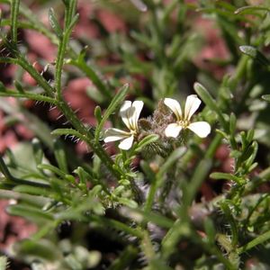 des carrichteras blanches