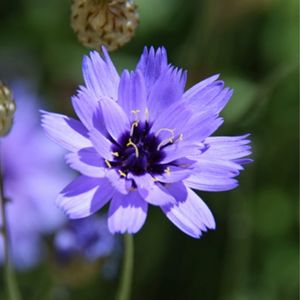 la catananche bleue