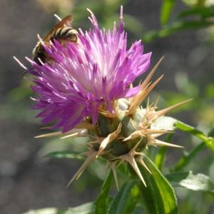 la centaurée chausse-trape mauve