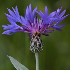 la centaurée de Céüse violette aux nuances de bleues