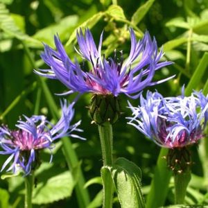 les centaurées des montagnes violettes aux nuances de roses