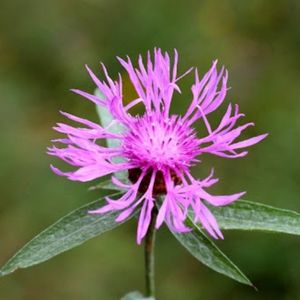 la centaurée des près rose