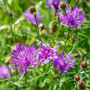 les centaurées jacées violettes