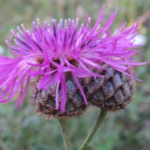 la centaurée scabieuse rose