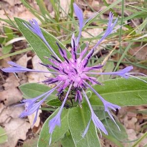 la centaurée semi- décurrente mauve