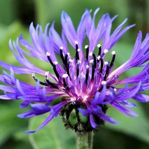 la centaurée mauve aux nuances de bleue