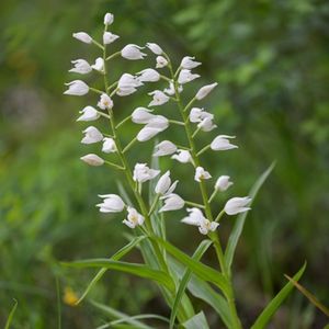 les céphalantères à longues feuilles blanches