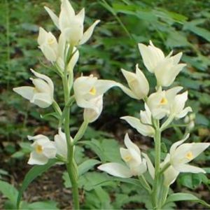 les céphalantères de Damas blanches