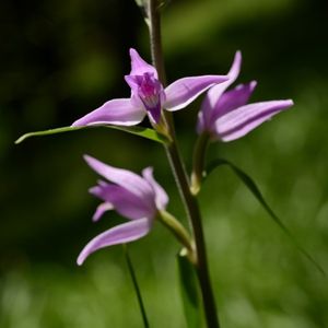 les céphalantères rouges aux nuances de mauves