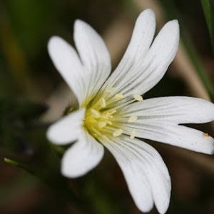 la céraiste des champs blanche