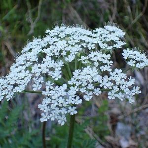 les cerfeuils de Villars blanches