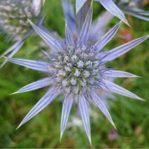 Le chardon bleu des Pyrénées bleu