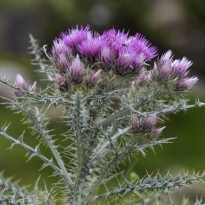 des chardons fausse carlinoide mauves