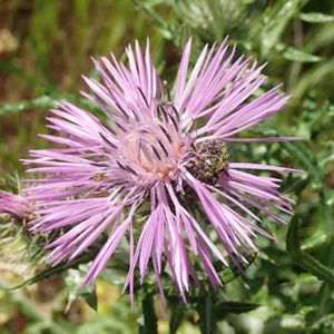 Le chardon laiteux mauve