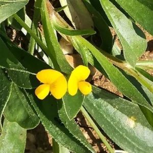 la chenillette sillonnée jaune