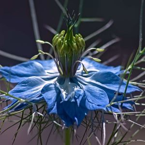 les cheveux de Vénus bleus