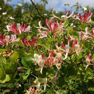 les chèvrefeuilles des bois rouges aux nuances de roses