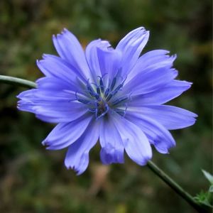 la chicorée sauvage bleue aux nuances de violets