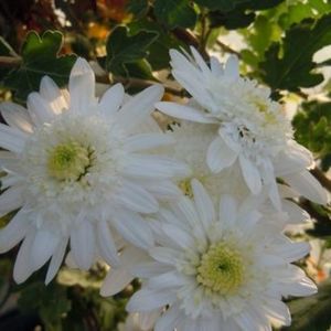 des chrysanthèmes d'Inde blancs