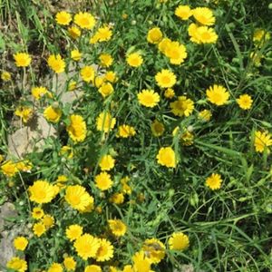 les chrysanthèmes des blés jaunes