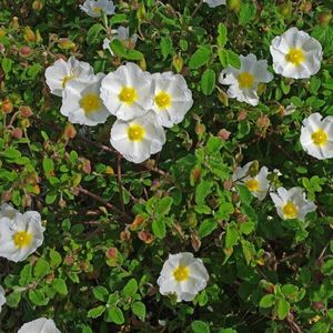 les cistes à feuilles de sauge blanches