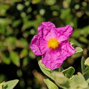 la ciste à petites fleurs rose