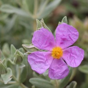 la ciste blanchâtre rose