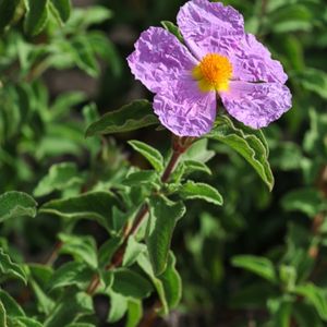 la ciste de crête rose