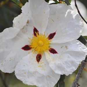 la ciste ladanifère blanche