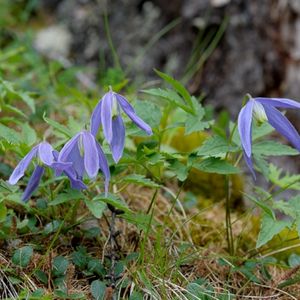 les clématites des Alpes violettes