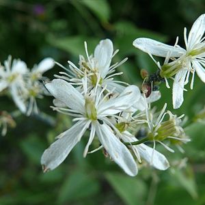 les clématites droites blanches