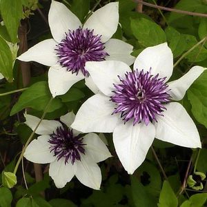 les clématites blanches au centre violet