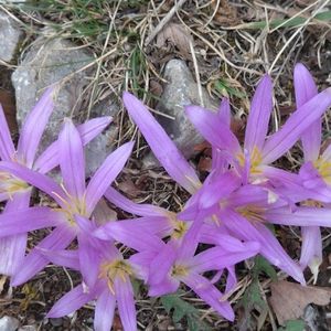 les colchiques des Pyrénées mauves