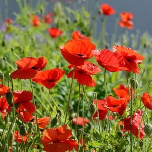 les coquelicots rouges