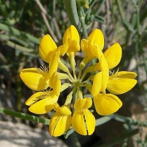 la coronille à tiges de jonc jaune