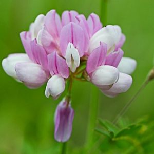 la coronille bigarrée rose aux nuances de blancs