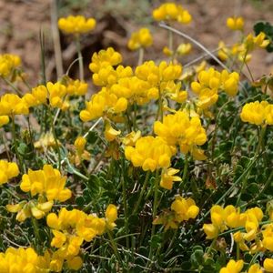 les coronilles naines jaunes