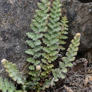 la cosentinia velue verte