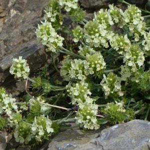 les crapaudines des Pyrénées