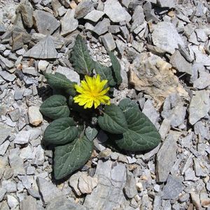 le crépis nain jaune