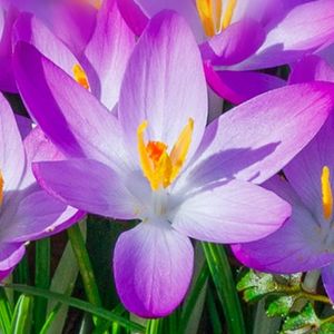 les crocus mauves