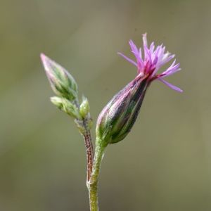 la crupina commune rose