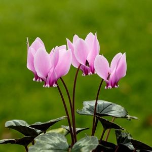 les cyclamens à feuilles de lierre roses