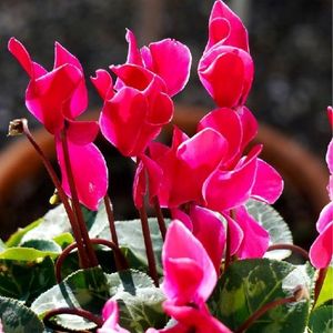 les cyclamens fuchsias