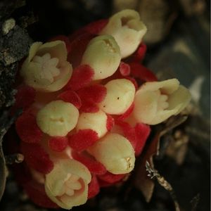 les cytinets rouges aux nuances de blancs