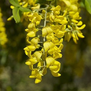 la cytise faux-ébénier jaune