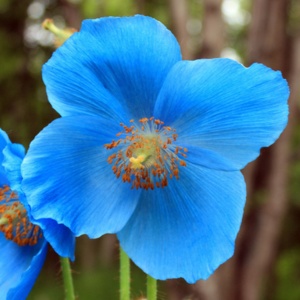 Meconopsis Betonicifolia bleue